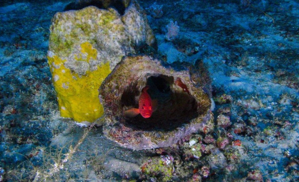 Primeras imágenes del arrecife de coral. http://news.nationalgeographic.com