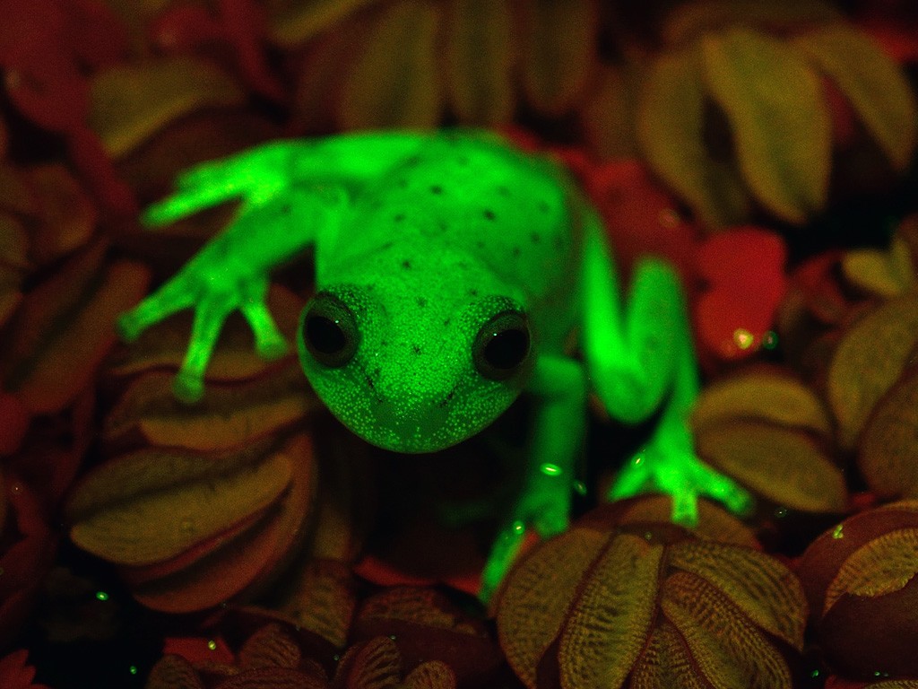 Handout photo relased by CONICET and MACN (Museo Argentino de Ciencias Naturales) researchers Carlos Taboada and Julian Faivovich on March 16, 2017 in Buenos Aires of a fluorescent polka-dot tree frog (Hypsiboas punctatus) that lives in South America. Argentine and Brazilian scientists discovered the first case of natural fluorescence in amphibians in the tree-frog. / AFP PHOTO / MACN-CONICET / Taboada FAIVOVICH
