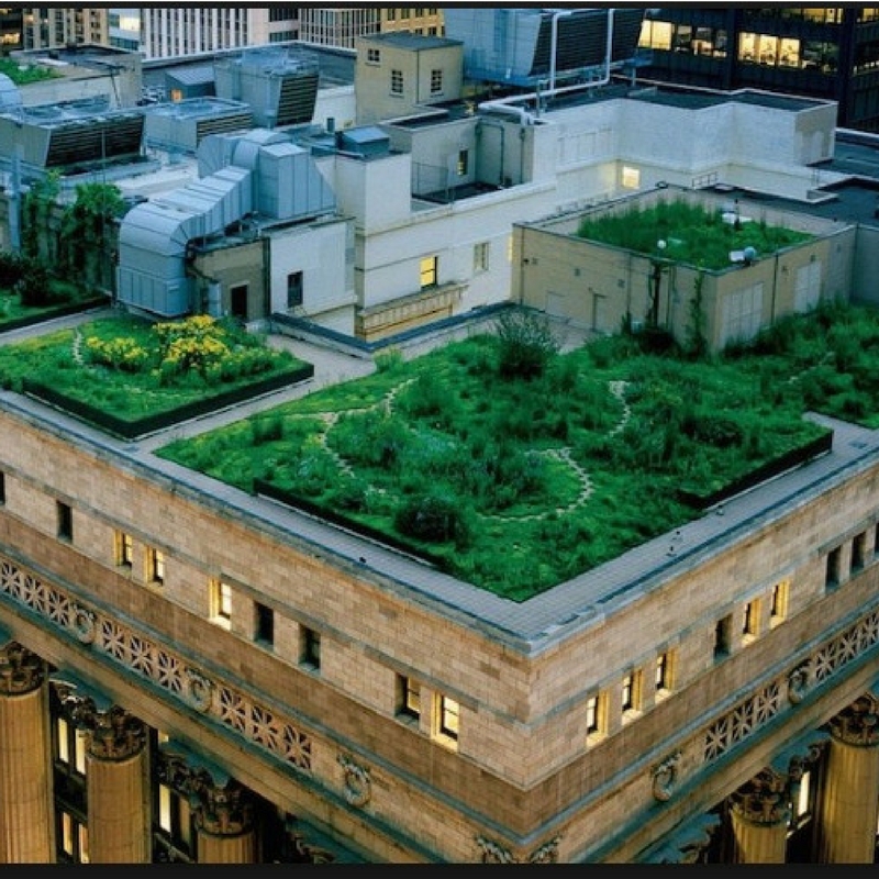 city green roof