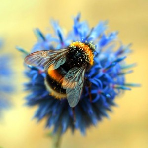 miel de abeja natural.jpg 4