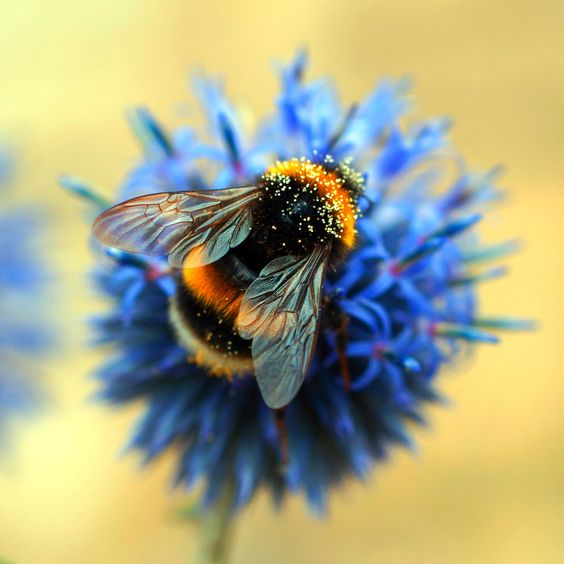 miel de abeja natural.jpg 4