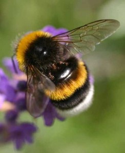 miel de abeja natural.jpg 6