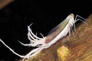 Fulgoridae Pterodictya Reticulata