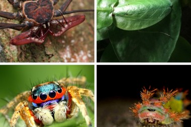 Encuentran nuevas especies en un parque de Bolivia