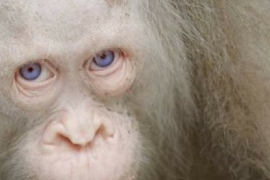 Ella es la única orangutana albina que se conoce en el mundo y ahora está en…