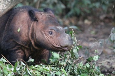 Un rinoceronte bebé le devuelve la esperanza a India
