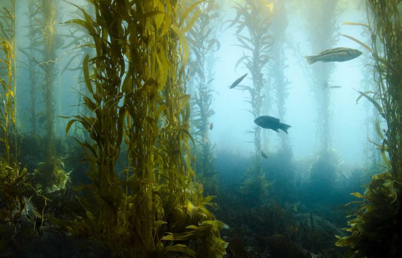bosques de kelp