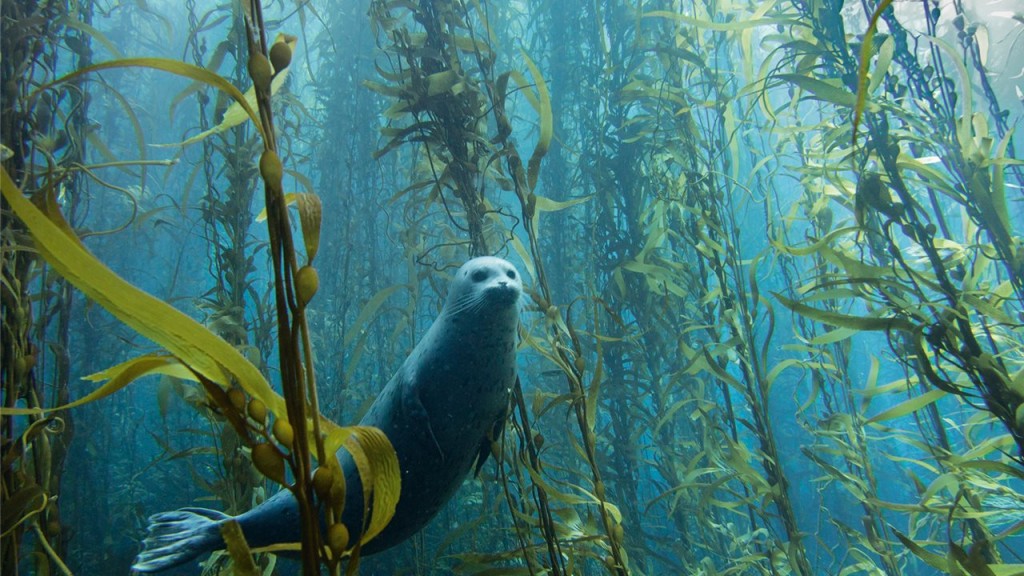 bosques de kelp.jpg 2