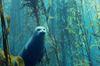 Estos bosques subacuáticos se forman por enormes algas, que llegan a medir…