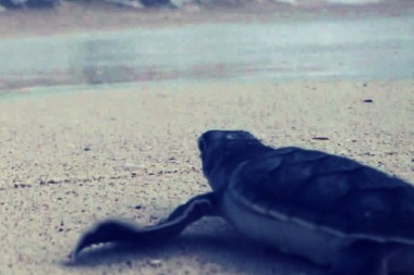 HOY podemos cuidar de 4 especies de tortugas marinas en extinción, firmando este pedido