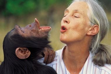 Desde hace más de 50 años ella se dedica a cuidar de chimpancés, quienes desaparecen por que…