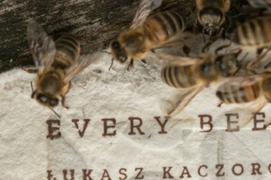Con un papel están salvando a las abejas de la extinción, ya que en él contiene…