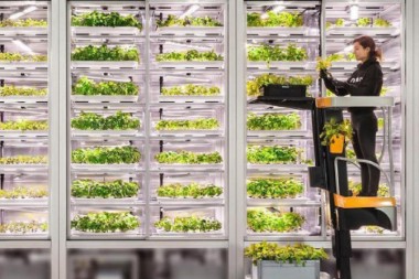 Micro-granjas verticales se instalan en supermercados, restoranes y…