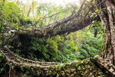 Pueblos originarios crean puentes con raíces de árbol, que durarán por…
