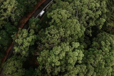 Australia plantará mil millones de árboles en los próximos once años