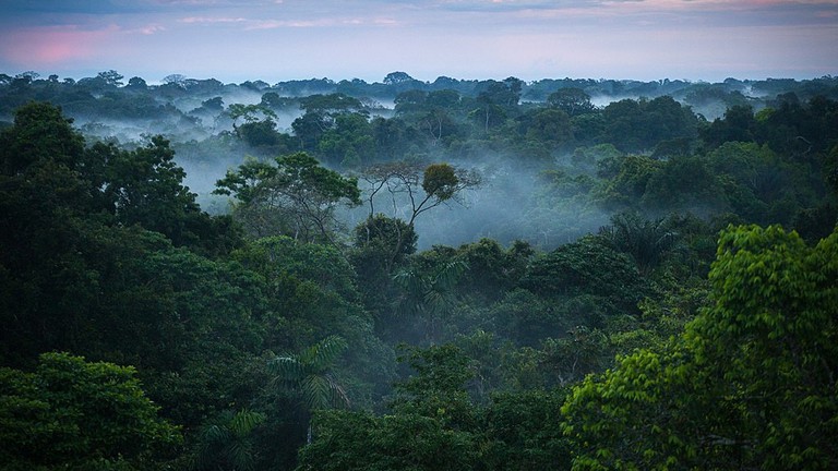 amazonas rainforest.jpg2