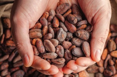 El Cacao Puro: admirables facultades sanadoras :O